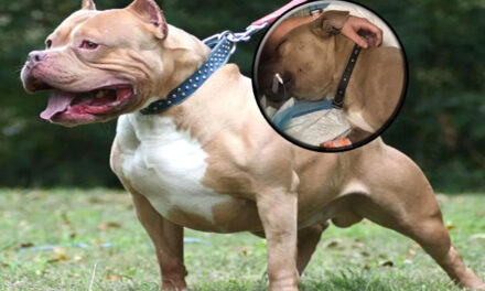 Perro Pitbull se enfrenta a una serpiente para salvar a dos niños de ser atacados