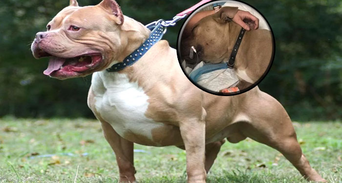 Perro Pitbull se enfrenta a una serpiente para salvar a dos niños de ser atacados