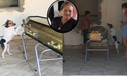 Perrito llora y permanece junto al ataúd durante el velorio de su dueña