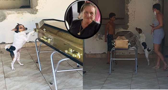 Perrito llora y permanece junto al ataúd durante el velorio de su dueña