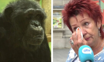 Mujer tiene prohibido acceder a un Zoológico debido a que tiene un “Romance” con un Chimpacé