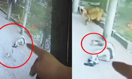 Hombre quedó inconsciente en medio de la calle por un gato que “Cayó del cielo” (Video)