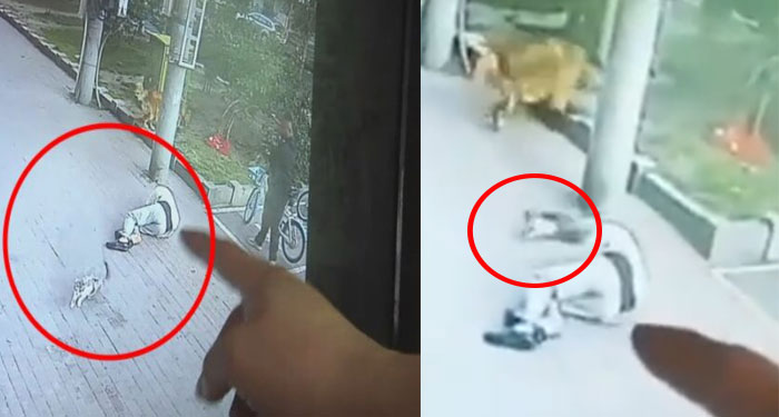 Hombre quedó inconsciente en medio de la calle por un gato que “Cayó del cielo” (Video)