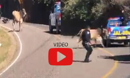 Toro ataca a patrulla de la PNC y se vuelve viral (Video)