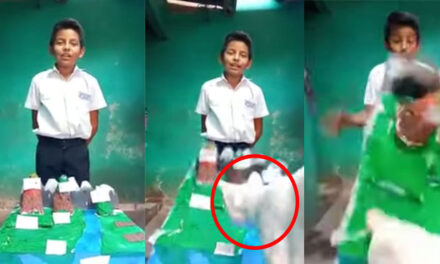 Gato destruye trabajo manual de niño en plena clase virtual (Video)