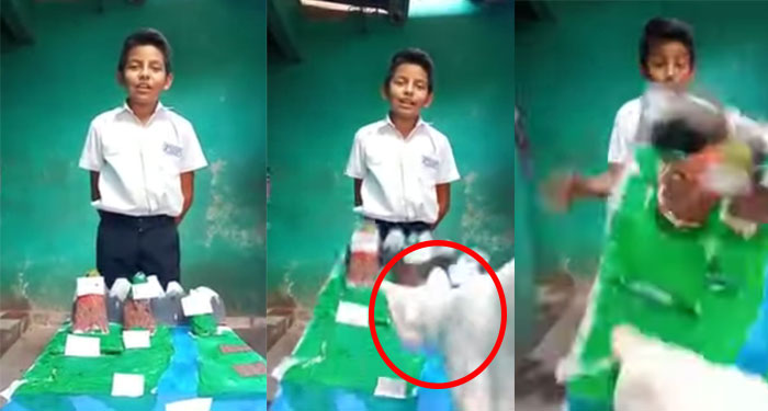 Gato destruye trabajo manual de niño en plena clase virtual (Video)