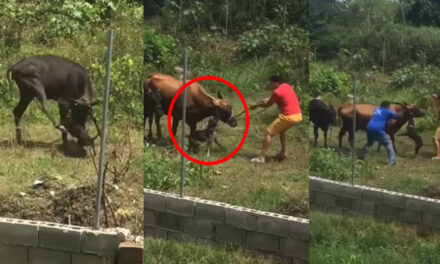 Momento exacto cuando perro pitbull ataca a dos vacas (Video)