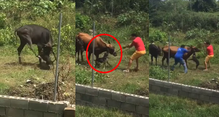 Momento exacto cuando perro pitbull ataca a dos vacas (Video)
