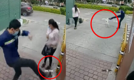 Hombre pateó a una perrita que estaba preñada y perdió a los cachorros (Vídeo)