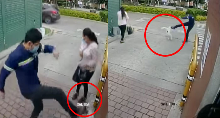 Hombre pateó a una perrita que estaba preñada y perdió a los cachorros (Vídeo)