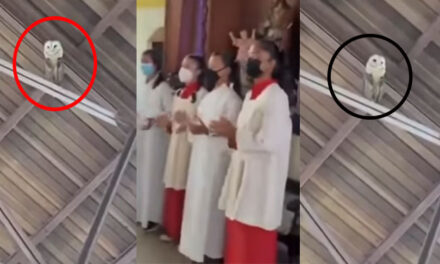 Lechuza baila al son de un coro en una Iglesia y se vuelve viral (Video)