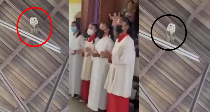 Lechuza baila al son de un coro en una Iglesia y se vuelve viral (Video)