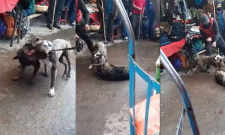 Perro Pitbull ataca a perro de la calle en Totonicapán (Video)