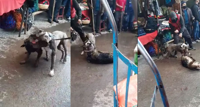 Perro Pitbull ataca a perro de la calle en Totonicapán (Video)