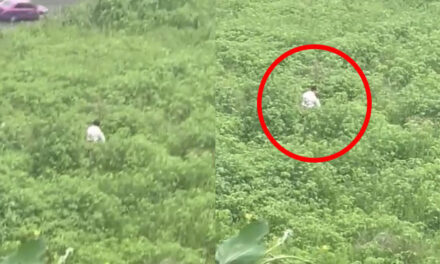 Graban a pareja teniendo relaciones en un bosque (Video)