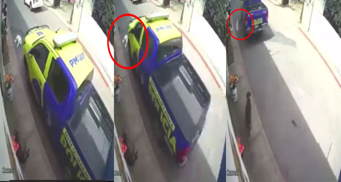 Momento exacto cuando vehículo de PMT atropella a un perro (Video)