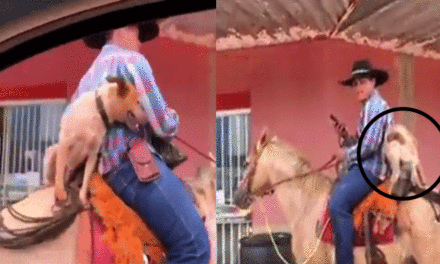 Perrito se vuelve al pasear montado en un caballo (Video)