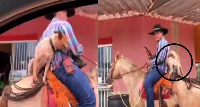 Perrito se vuelve al pasear montado en un caballo (Video)