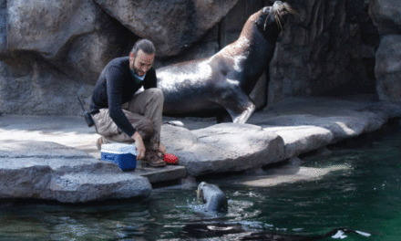 Muere uno de los leones marinos en el Zoológico La Aurora, llamada Kira