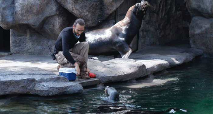 Muere uno de los leones marinos en el Zoológico La Aurora, llamada Kira