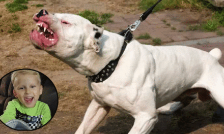 Perra pitbull le arrancó el brazo a niño de cuatro años porque quiso tocar a sus cachorros