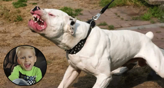 Perra pitbull le arrancó el brazo a niño de cuatro años porque quiso tocar a sus cachorros