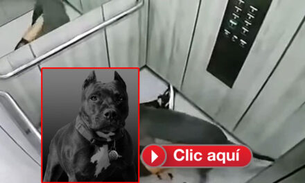 Momento exacto cuando un perro Pitbull ataca a una mujer en un ascensor (Video)