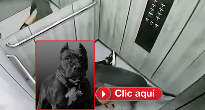 Momento exacto cuando un perro Pitbull ataca a una mujer en un ascensor (Video)