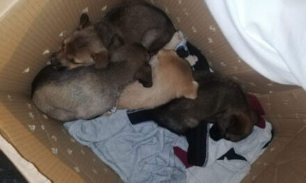 Abandona a Cachorros dentro de una caja de cartón con una curiosa nota en Mixco
