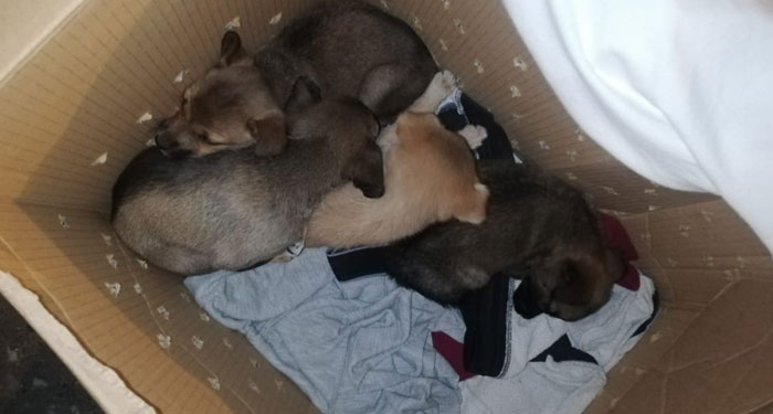 Abandona a Cachorros dentro de una caja de cartón con una curiosa nota en Mixco