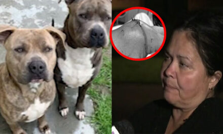 Madre apuñala a dos perros pitbull que atacaban a su hija de 1 año (Video)
