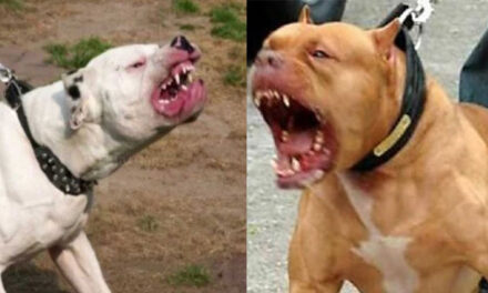 Dueños de perros que cometan un ataque en la calle deben ser sancionados (Video)