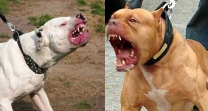 Dueños de perros que cometan un ataque en la calle deben ser sancionados (Video)