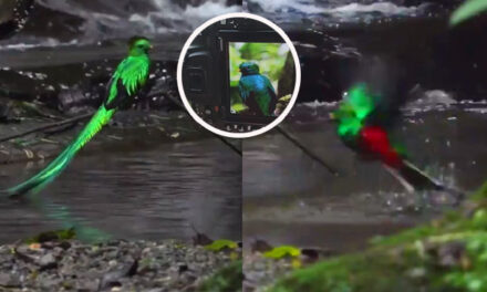 Se viraliza video de Impresionante Quetzal dándose un baño en un río