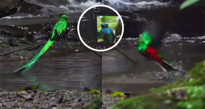 Se viraliza video de Impresionante Quetzal dándose un baño en un río