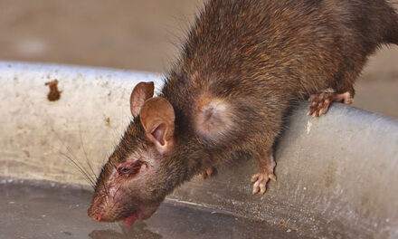 VIDEO: ¿Las ratas podrían ser la causa de la nueva hepatitis mundial?