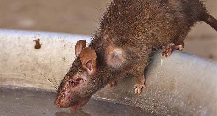 VIDEO: ¿Las ratas podrían ser la causa de la nueva hepatitis mundial?