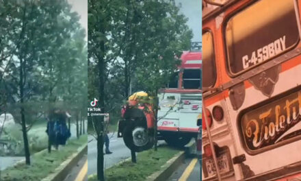 Iniciarán acciones legales contra ayudantes y personas que derribaron árboles en San Lucas