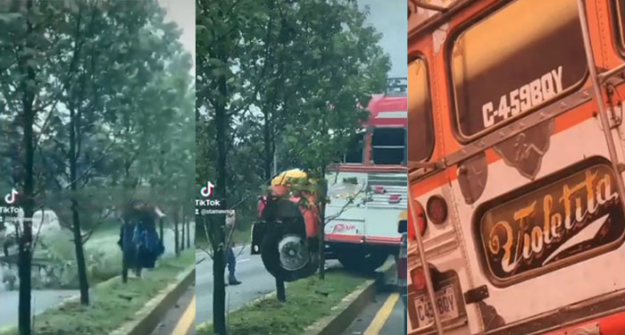 Iniciarán acciones legales contra ayudantes y personas que derribaron árboles en San Lucas
