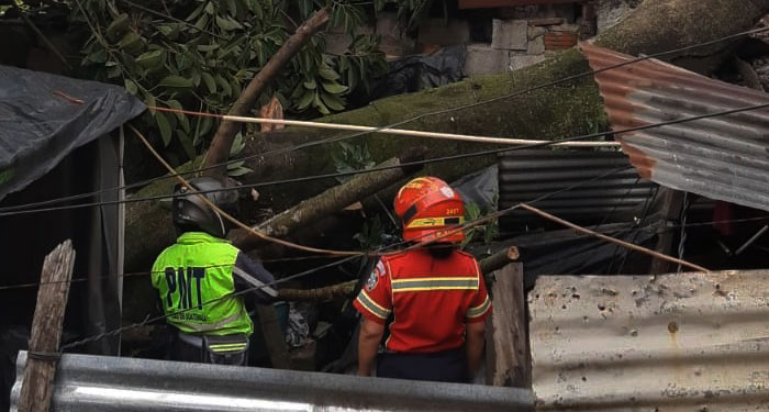Personas quedan atrapadas al caer árbol sobre una vivienda en la zona 3