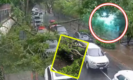 Momento exacto en que árbol cae sobre vehículos y motocicletas en zona 10 (Video)