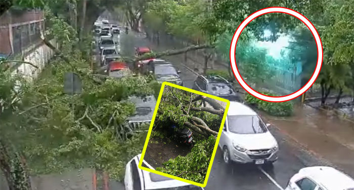 Momento exacto en que árbol cae sobre vehículos y motocicletas en zona 10 (Video)