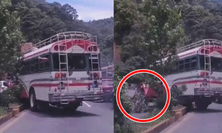 “Lo hace de nuevo” Bus extraurbano pasa sobre el arriate de la Interamericana y derriba árboles (Video)