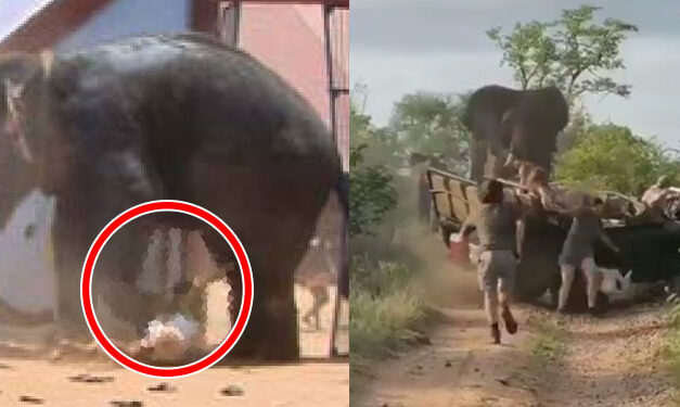 Elefante pisotea a mujer hasta matarla y regresa a su funeral para atacar su Ataúd (Video)