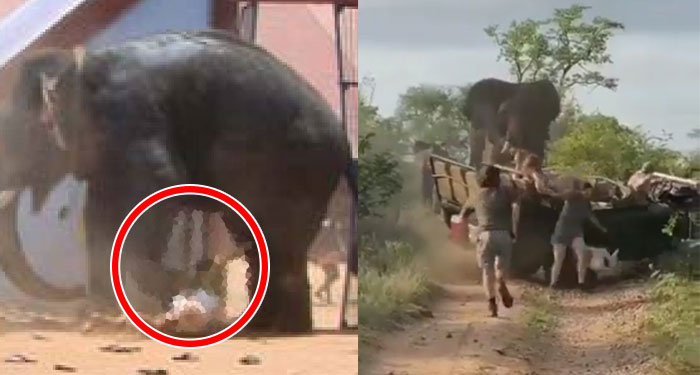 Elefante pisotea a mujer hasta matarla y regresa a su funeral para atacar su Ataúd (Video)