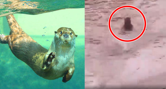 Momento en que familia captó a Nutria disfrutando de la crecida de un río en Zacapa (Video)