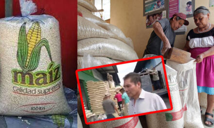 El precio del maíz blanco aumentará su precio la próxima semana (Video)