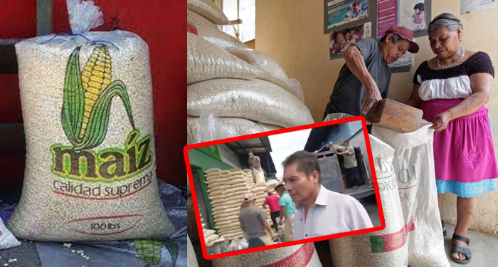 El precio del maíz blanco aumentará su precio la próxima semana (Video)