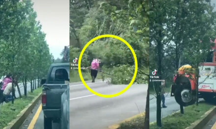 Ayudantes y pasajeros de bus cortan árboles de arriate en San Lucas para retornar (Video)