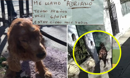 Momento en que mujer abandona a su perro ciego afuera de su casa con una nota (Video)